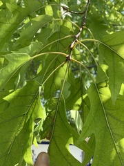 Quercus