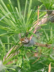 Theridion pictum