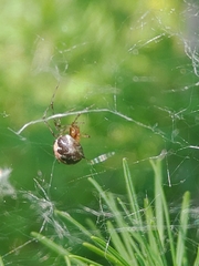 Theridion pictum