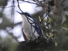 Melanotis hypoleucus