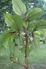 Miconia filiformis