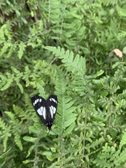 Gnophaela discreta