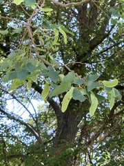 Tilia cordata
