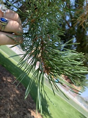 Pinus