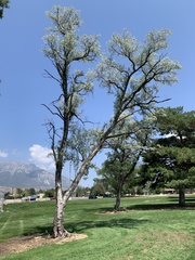 Elaeagnus angustifolia