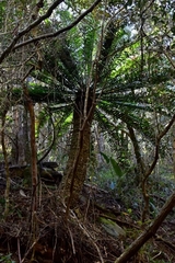 Encephalartos altensteinii