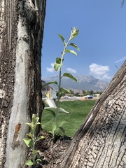 Elaeagnus angustifolia