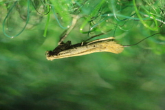 Aspilapteryx tringipennella