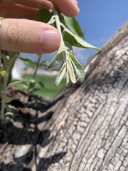 Elaeagnus angustifolia