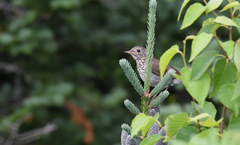 Catharus bicknelli