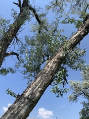 Elaeagnus angustifolia