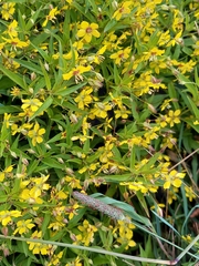 Lysimachia lanceolata