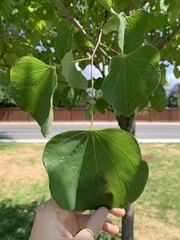 Cercis canadensis
