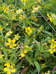 Lysimachia lanceolata