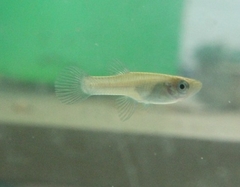 Gambusia