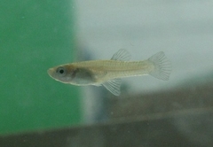 Gambusia