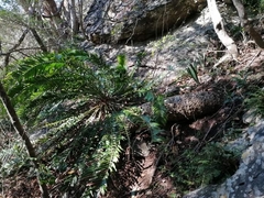 Encephalartos altensteinii