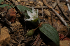 Claytonia obovata