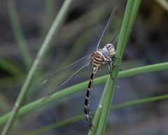 Phyllogomphoides stigmatus