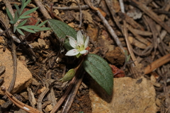 Claytonia obovata