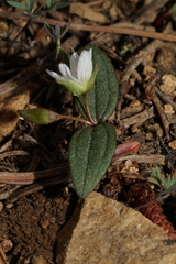 Claytonia obovata