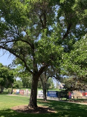 Fraxinus pennsylvanica