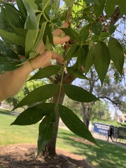 Fraxinus pennsylvanica