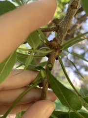 Fraxinus pennsylvanica