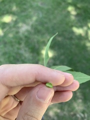Fraxinus pennsylvanica