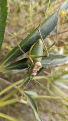 Steropleurus andalusius