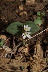 Claytonia obovata