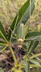 Steropleurus andalusius