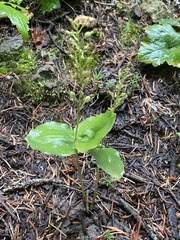 Neottia banksiana