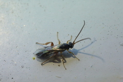 Orthocentrinae