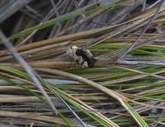 Acontia discoidea