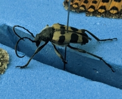 Judolia instabilis