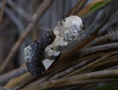 Acontia discoidea