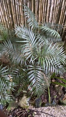 Chamaedorea elegans