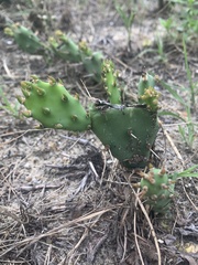 Opuntia drummondii