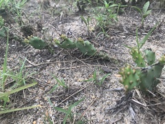 Opuntia drummondii