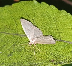 Pterygota
