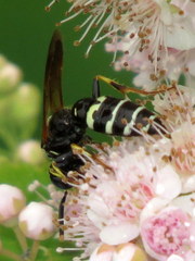 Philanthus bilunatus