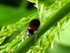 Megalostomis pyropyga