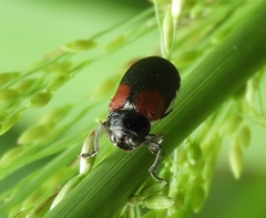 Megalostomis pyropyga