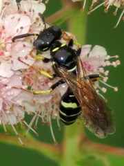 Philanthus bilunatus