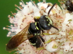 Philanthus bilunatus