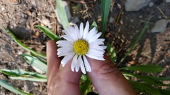 Erigeron glacialis glacialis