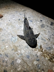 Pterygoplichthys