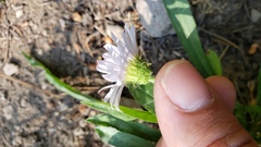 Erigeron glacialis glacialis