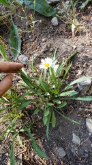 Erigeron glacialis glacialis
